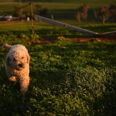 Wantana Cottage Farmstay Boorowa Екстериор снимка