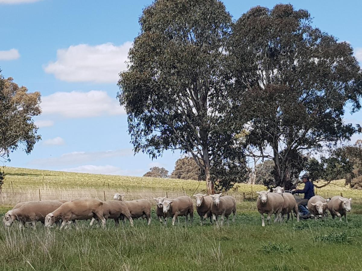 Wantana Cottage Farmstay Boorowa Екстериор снимка