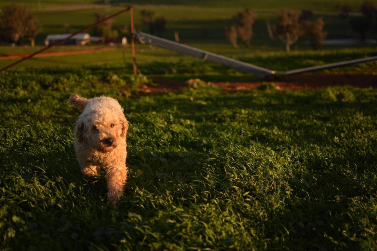 Wantana Cottage Farmstay Boorowa Екстериор снимка